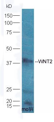 WNT2 antibody