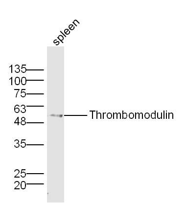 Thrombomodulin antibody