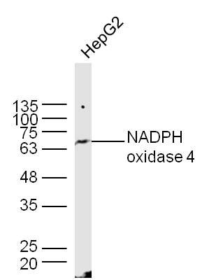 NADPH oxidase 4 antibody