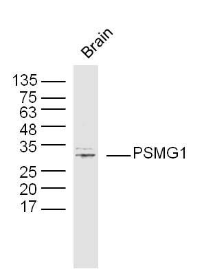 PSMG1蛋白酶体组装分子伴侣1抗体