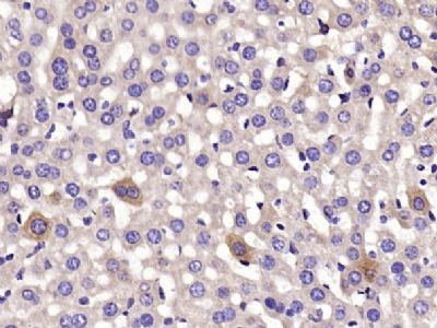 CYP2C9细胞色素P450 2C9抗体