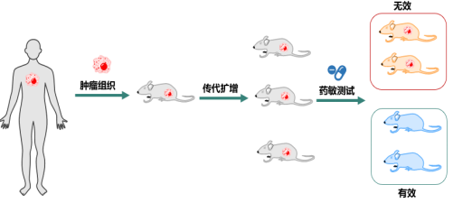 PDX 模型在 siRNA 上的应用