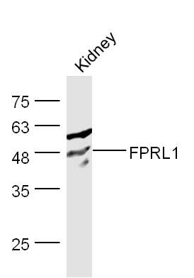 FPRL1 antibody