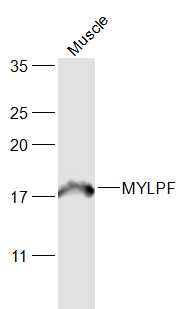 MYLPF antibody