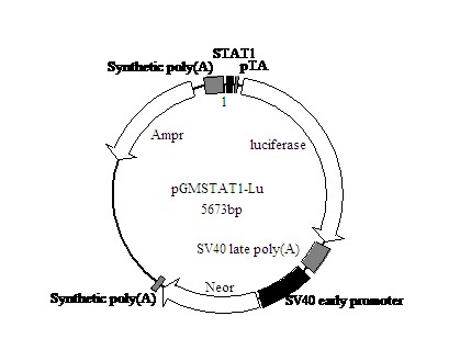北京STAT1萤火虫荧光素酶报告基因质粒厂家