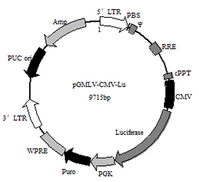 慢病毒报告基因阳性对照试剂盒