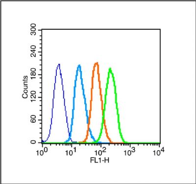 Leptin receptor瘦素受体抗体