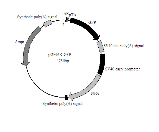 EveGreen (20×in water)打折促销