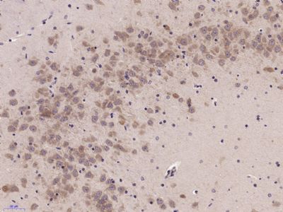 phospho-Nrf2 (Ser40) antibody