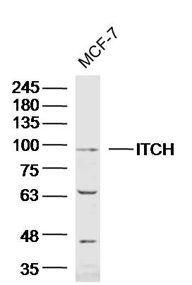 ITCH/AIP4 antibody