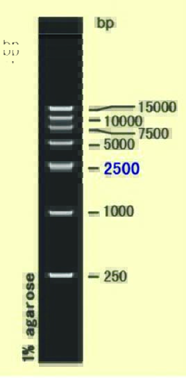 DNA ladder(250-15000bp)