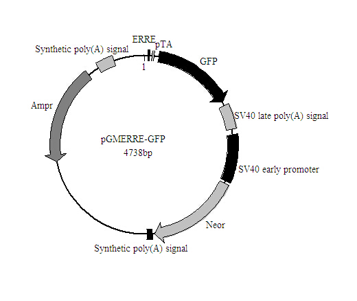 PPARγ-GFP报告基因质粒销售