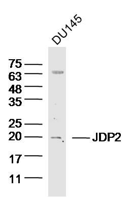 JDP2 antibody