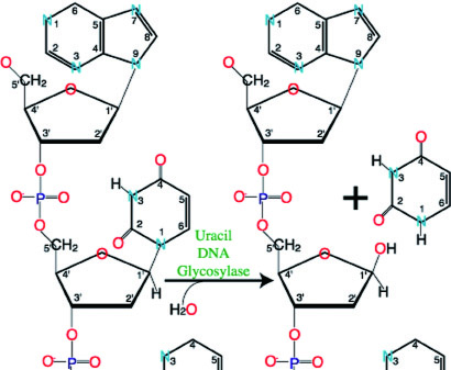 UDG催化尿嘧啶从含尿嘧啶的DNA上释放反应原理图