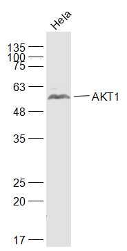 AKT1蛋白激酶B抗体
