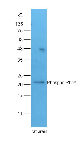 Phospho-RhoA (Ser188) antibody