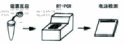 一步式RT-PCR Mix操作流程图
