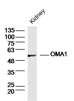 OMA1 antibody