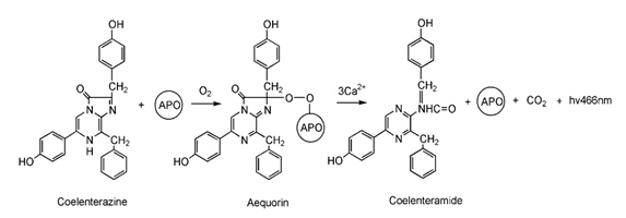 DH5α化学感受态细胞价格厂家