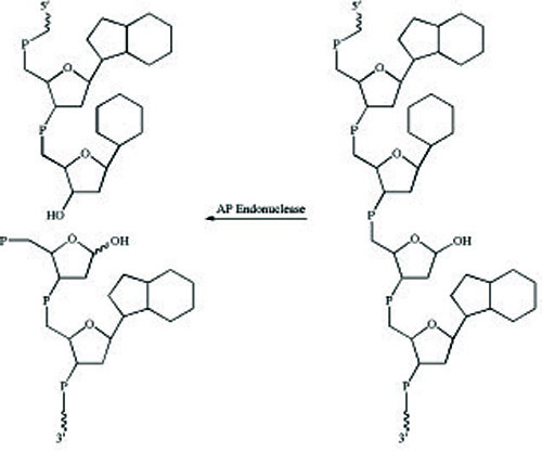 核酸内切酶IV反应原理图