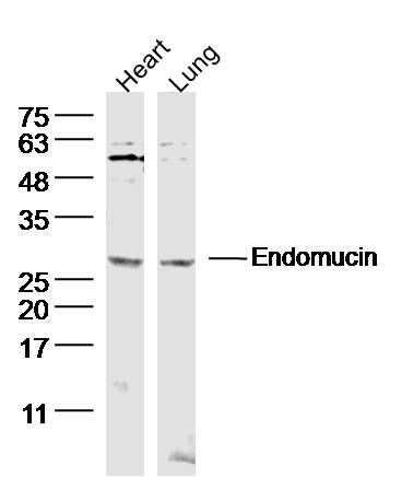 Endomucin内皮粘蛋白EMCN抗体