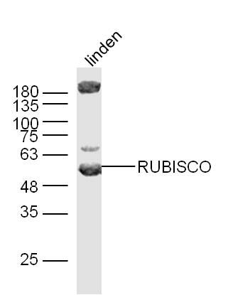 RuBisCO large subunit核酮糖1,5二磷酸