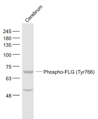 Phospho-FLG (Tyr766)磷酸化碱性成纤维细胞