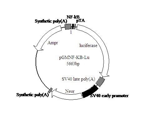 NF-κB萤火虫荧光素酶报告基因质粒