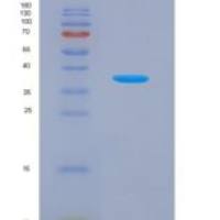 小鼠补体成分3a(C3a)重组蛋白