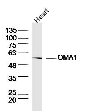 OMA1 antibody