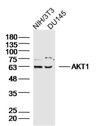 AKT1蛋白激酶B抗体