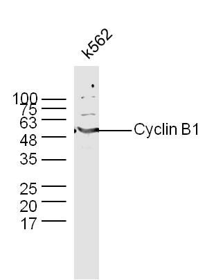 Cyclin B1周期素B1抗体