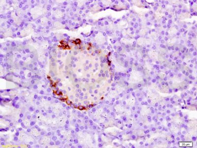 Tissue factor/CD142 antibody