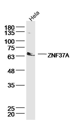 ZNF37A antibody