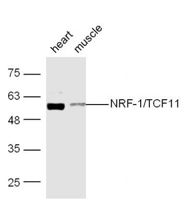 NRF1核呼吸因子-1抗体