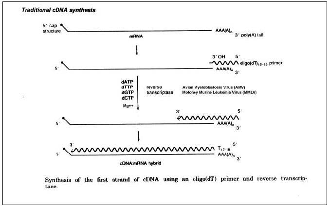 cDNA第一链合成的原理
