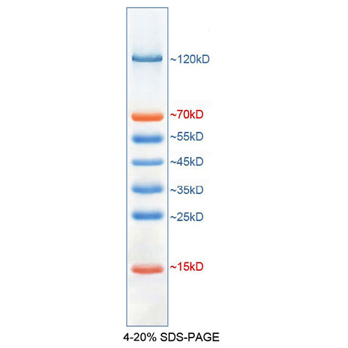 北京现货Caspase 2 活性检测试剂盒折扣价