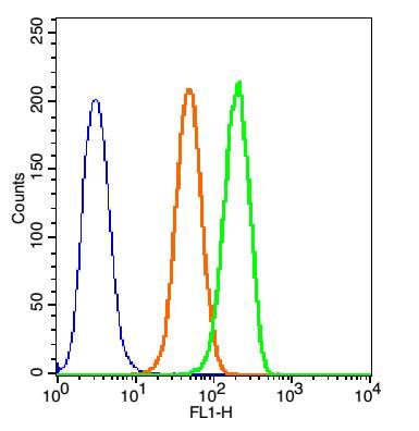 5HT3B receptor antibody