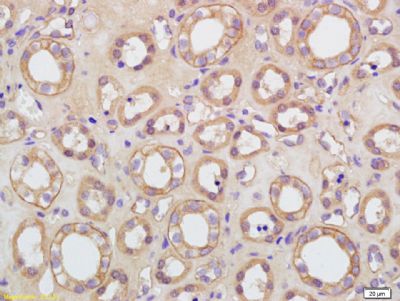 KCNA7钾电压阀门通道混合器相关亚家族成员7抗体