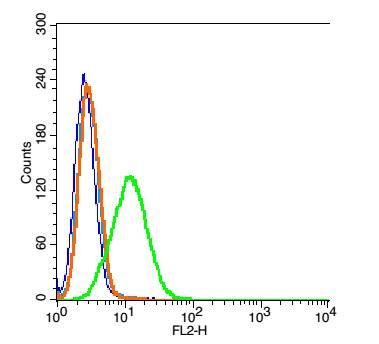 Neutrophil Elastase中性粒细胞弹性蛋白酶E