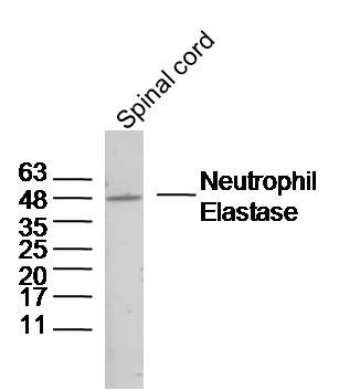 Neutrophil Elastase antibody