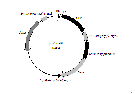 北京MEF2-GFP报告基因质粒厂家价格