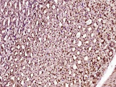 Histone H3/HIST3H3 antibody