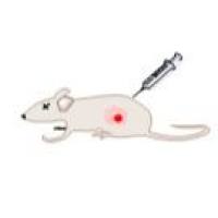 CDX 模型构建与体内药效服务