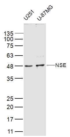 NSE神经元特异性烯醇化酶/γ 烯醇化酶抗体