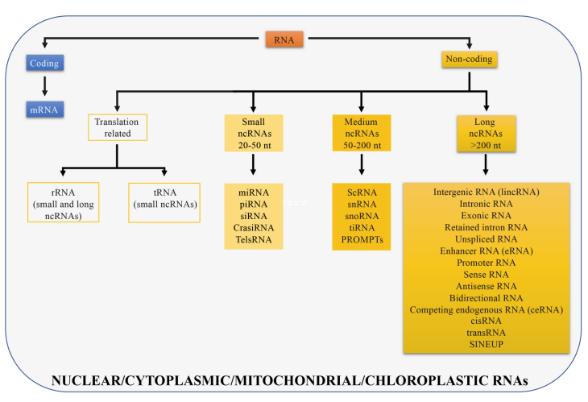 PDX 模型在 siRNA 上的应用