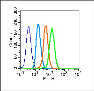 ATM毛细血管扩张性共济失调症突变蛋白抗体