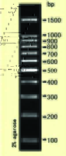 DNA ladder(100-1500bp)