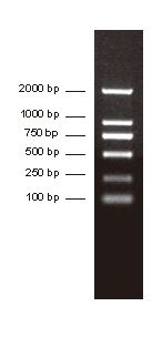 DNA分子量标准 (2000bp)DNA Ladder (2