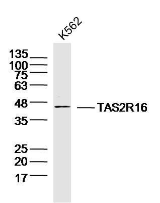 TAS2R16 antibody